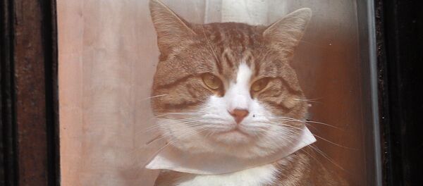 Кот основателя Wikileaks Джулиана Ассанжа - Sputnik Таджикистан