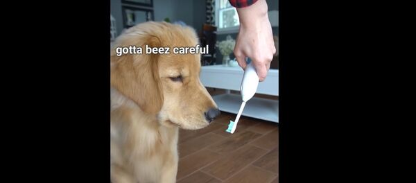 Щенок против электрической зубной щетки - самое смешное видео - Sputnik Таджикистан