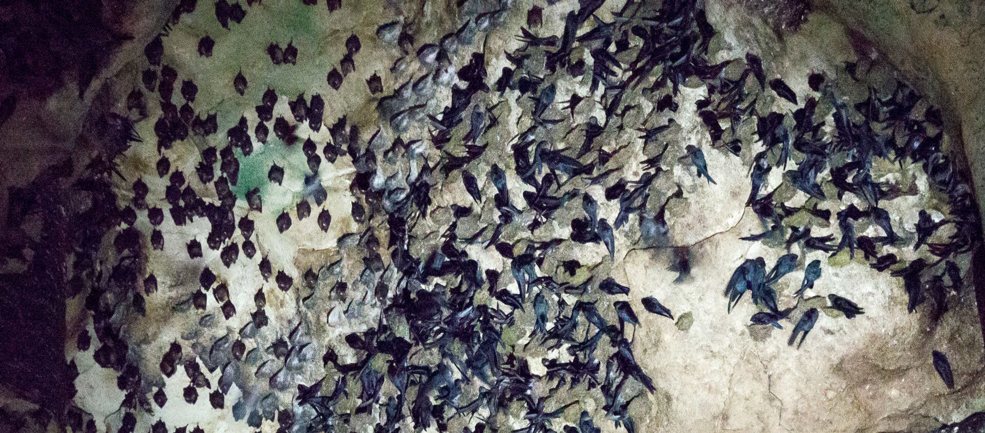 Летучие мыши в пещере Gomantong в Малайзии - Sputnik Тоҷикистон, 1920, 07.04.2020