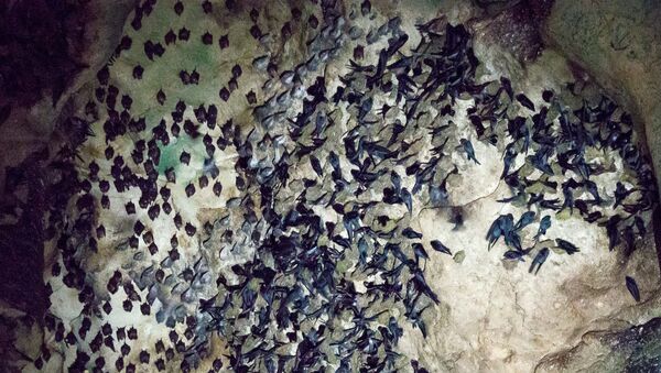 Летучие мыши в пещере Gomantong в Малайзии - Sputnik Тоҷикистон