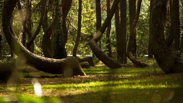 Изогнутый лес, состоящий из группы странной формы сосен, расположенной в Nowe Czarnowo, Померания, Польша - Sputnik Таджикистан