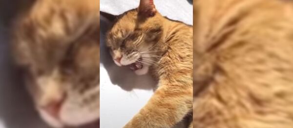 Мужчина поет своему коту колыбельную – самое милое видео, что вы сегодня увидите Мужчина поет своему коту колыбельную – самое милое видео, что вы сегодня увидите - Sputnik Тоҷикистон