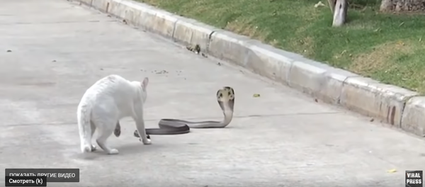 Бесстрашный кот вступил в схватку с коброй - Sputnik Тоҷикистон