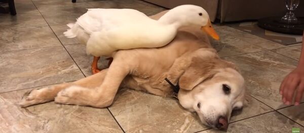 Ревнивая утка - Sputnik Таджикистан