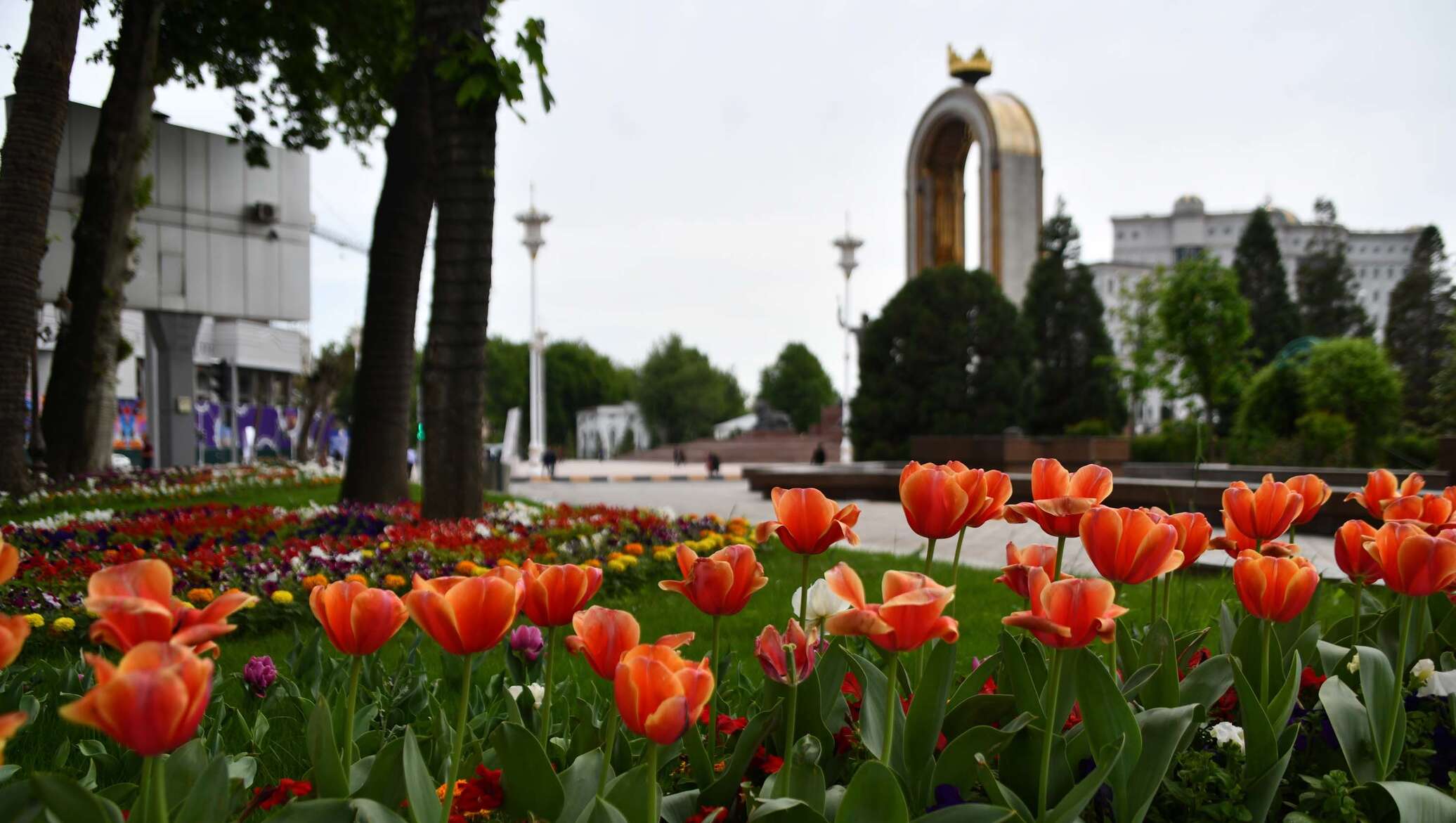 Таджикские цветы. Таджикистан тюльпан Душанбе. Столица Душанбе столица Таджикистана. Тюльпаны в Душанбе.