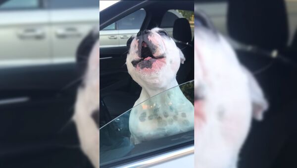 Собака спела в машине как оперный певец и насмешила Сеть - видео - Sputnik Таджикистан