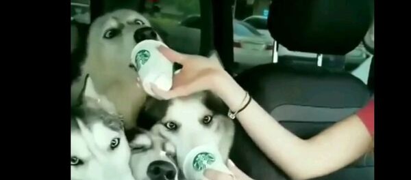 Кофе с собой для хаски - супер милое видео - Sputnik Таджикистан