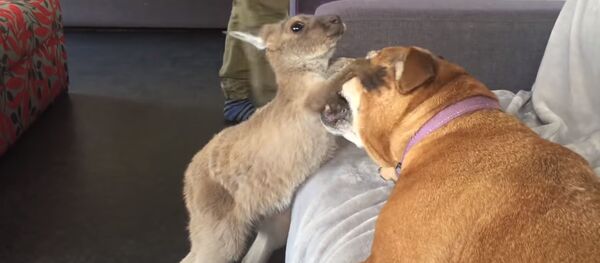 Кенгуру устроил взбучку псу из-за места на диване  - Sputnik Таджикистан