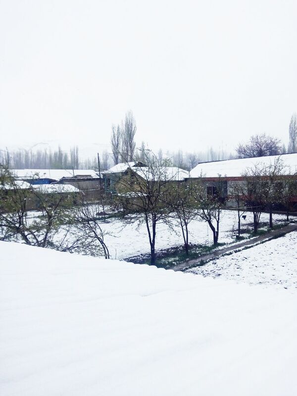 “Ҷанг”-и барфу гул дар деҳаҳои Суғд  - АКС - Sputnik Тоҷикистон