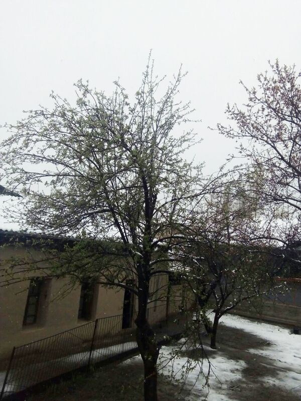 “Ҷанг”-и барфу гул дар деҳаҳои Суғд  - АКС - Sputnik Тоҷикистон