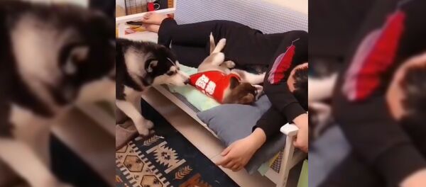 Собака приревновала к маленькому щенку - Sputnik Таджикистан