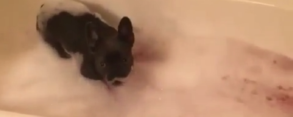 Брызги, шум и беготня: щенок не может спокойно принять ванну - видео - Sputnik Таджикистан