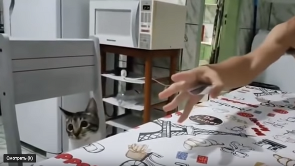 Кот и карточный фокус - Sputnik Таджикистан