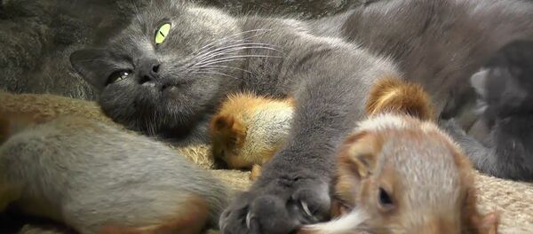 Кошка приютила и вскормила осиротевших детенышей белки - Sputnik Таджикистан