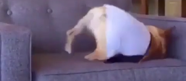 Падение века: щенку не удался сложный акробатический трюк - видео - Sputnik Таджикистан