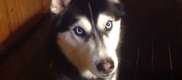 Хаски - Sputnik Таджикистан