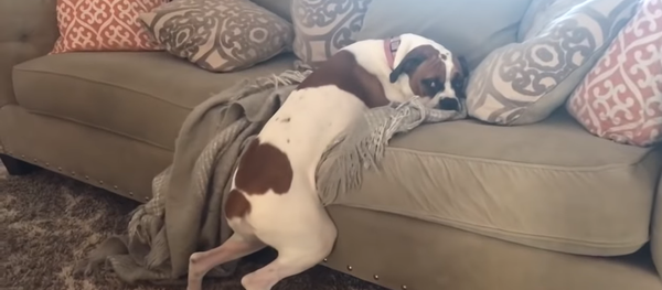 Хозяева запретили собаке лежать на диване. Посмотрите, как поступило хитрое животное  - Sputnik Таджикистан