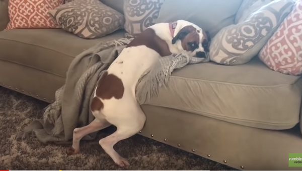 Хозяева запретили собаке лежать на диване. Посмотрите, как поступило хитрое животное  - Sputnik Таджикистан