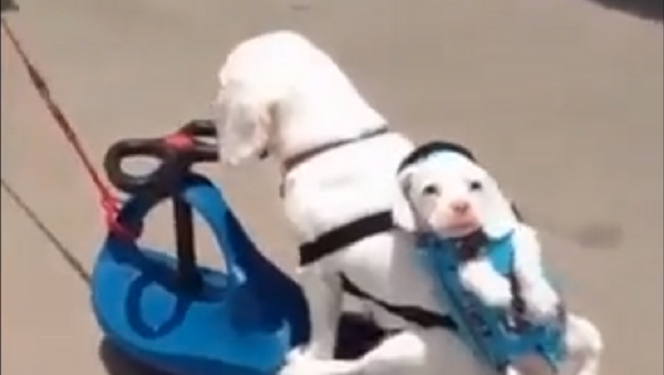 Пушистый прицеп: собаки устроили настоящий автопробег - видео - Sputnik Таджикистан