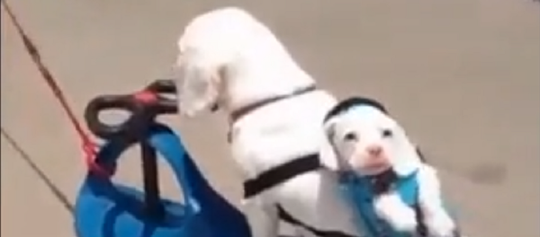 Пушистый прицеп: собаки устроили настоящий автопробег - видео - Sputnik Таджикистан