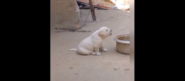 Щенок копирует крик петуха Щенок копирует крик петуха - Sputnik Таджикистан