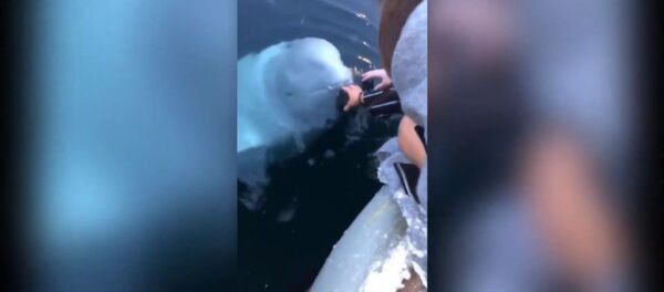 Кит вернул человеку упавший с пирса смартфон — видео - Sputnik Таджикистан