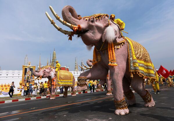Слоны во время торжеств в центре Бангкока в честь коронации нового короля Таиланда - Sputnik Таджикистан
