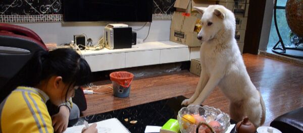 Ну разве тут отвлечешься! Как собака заставляет девочку делать уроки. Видео - Sputnik Таджикистан