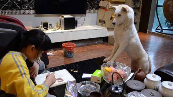 Ну разве тут отвлечешься! Как собака заставляет девочку делать уроки. Видео - Sputnik Таджикистан