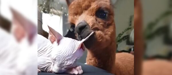 Альпака впервые видит кошку сфинкса и не знает, что с ней делать – забавное видео Альпака впервые видит кошку сфинкса и не знает, что с ней делать – забавное видео - Sputnik Таджикистан