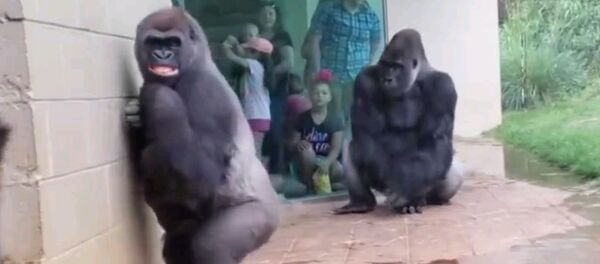 Как вы выглядите, когда начинается ливень - смешное видео с гориллами - Sputnik Таджикистан