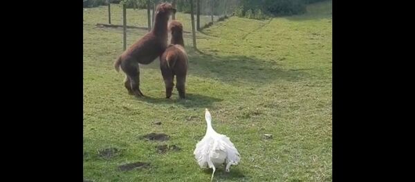 Прочь, драчуны! Гусь разогнал двух дерущихся лам - Sputnik Таджикистан