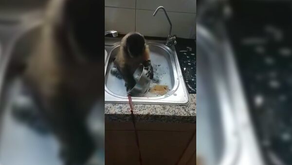 Смешная обезьянка моет посуду - видео - Sputnik Таджикистан