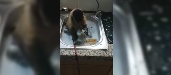 Смешная обезьянка моет посуду - видео - Sputnik Таджикистан