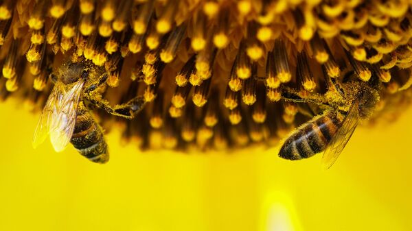 Пчелы на цветке подсолнечника - Sputnik Таджикистан