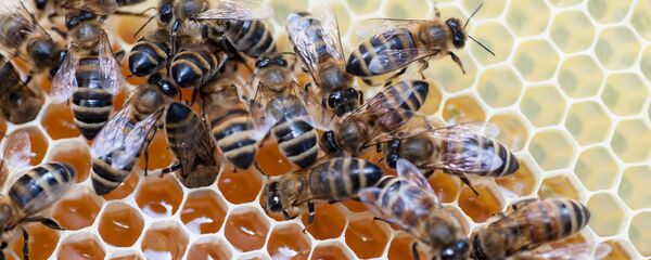 Пчелы на сотах - Sputnik Таджикистан