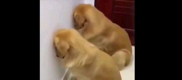 Виновен, но слишком мил: собаки, которых наказали - смешное видео Виновен, но слишком мил: собаки, которых наказали - смешное видео - Sputnik Таджикистан