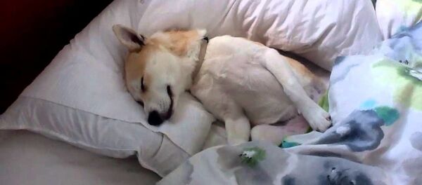 Спящая собака - видео - Sputnik Таджикистан