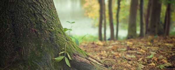 Лес - Sputnik Таджикистан