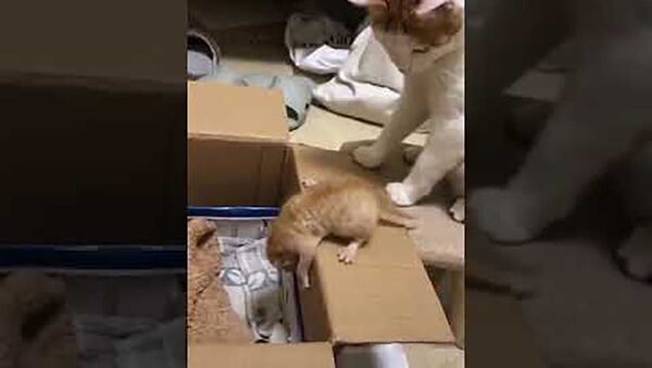 Суровая кошка учит решительности своего пугливого котенка — забавное видео - Sputnik Таджикистан