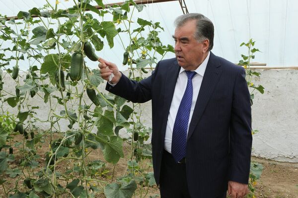 После осмотра президент дал полезные советы фермерам по эффективному использованию каждого гектара земли - Sputnik Таджикистан