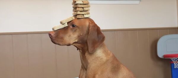 Пес не двигался, пока у него на голове выкладывали печенье - Sputnik Таджикистан