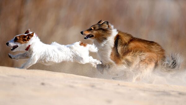 Собака скачет на батуте как акробат - смешное видео - Sputnik Таджикистан