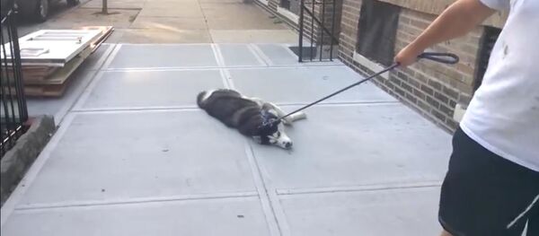 Хаски притворился мертвым, чтобы не идти домой - Sputnik Таджикистан