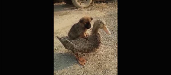 Два товарища - Sputnik Тоҷикистон