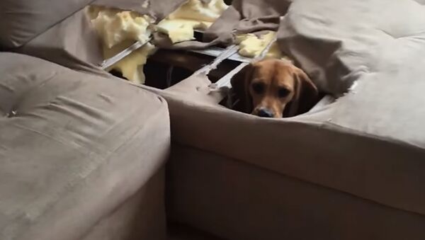 Ругай - не ругай, а схрон я себе устроил: щенок разнес диван в хлам - видео - Sputnik Таджикистан