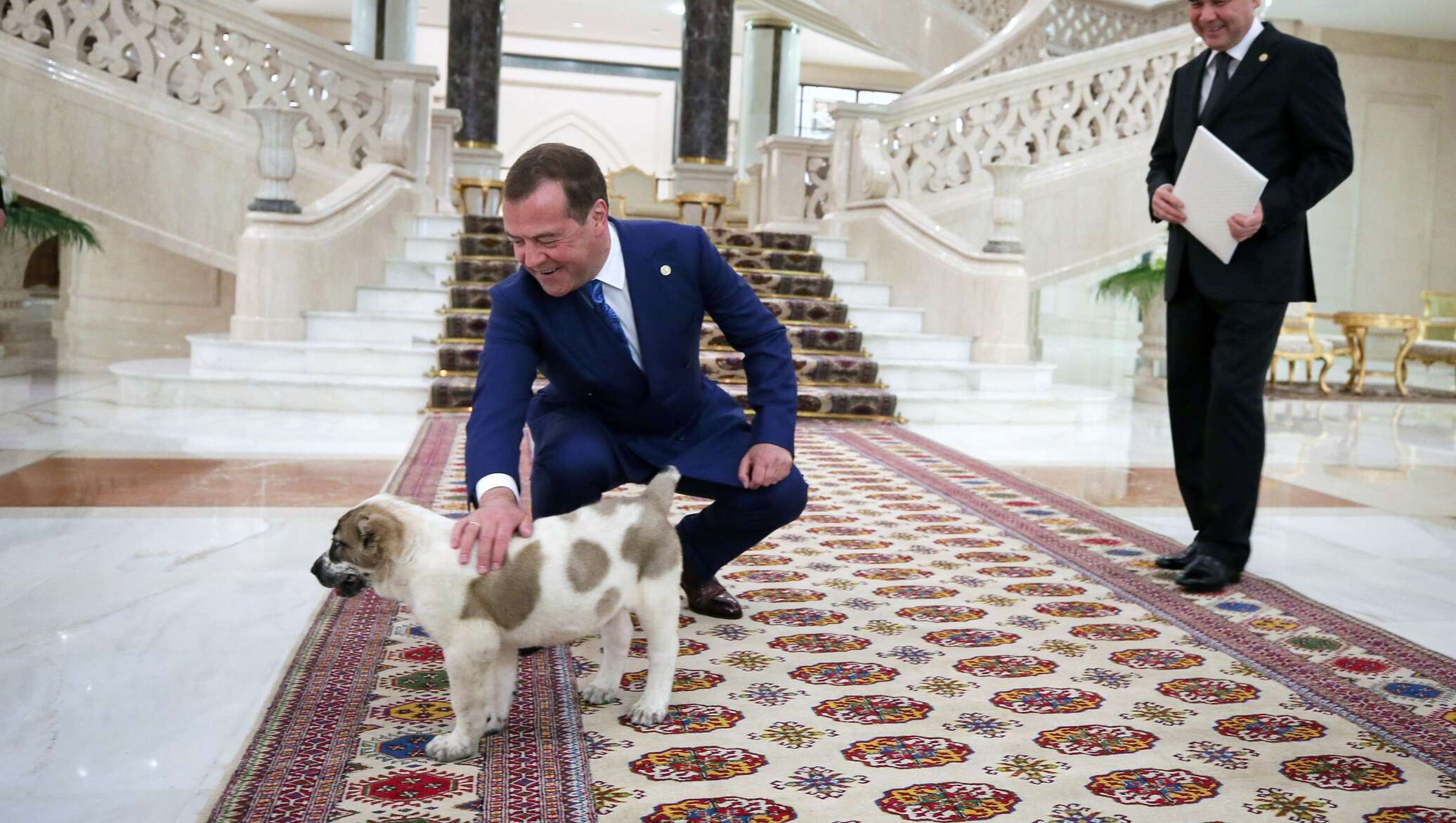 Алабай Медведева