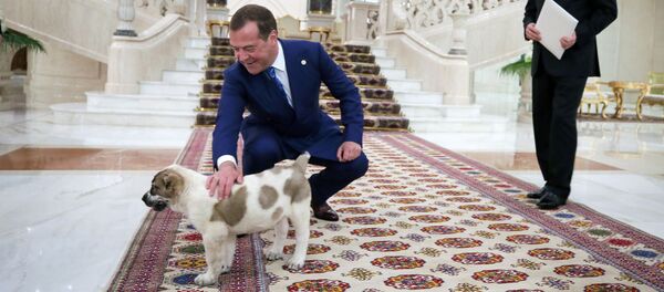 Премьер-министр РФ Д. Медведев принимает участие в заседании Совета глав правительств СНГ  - Sputnik Таджикистан