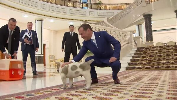 Медведев и подаренный щенок - Sputnik Таджикистан