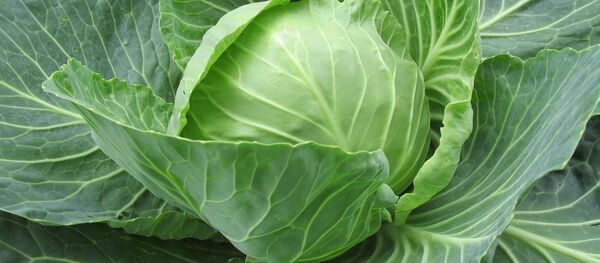 Свежая капуста Свежая капуста - Sputnik Таджикистан